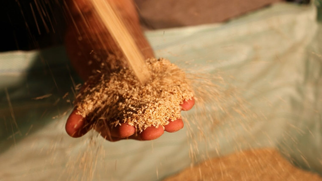 FUN Sesames Tahini | Demonstration of sesame seeds by a person in a production area.